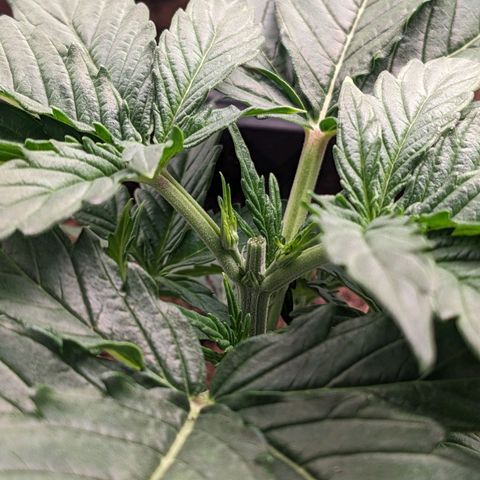 Epsilon F1 First grow growlog timeline photo