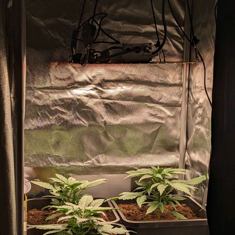 Epsilon F1 First grow growlog timeline photo
