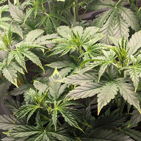 Epsilon F1 First grow growlog timeline photo