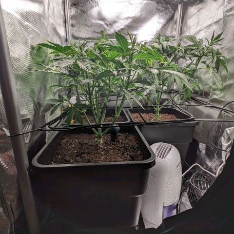 Epsilon F1 First grow growlog timeline photo