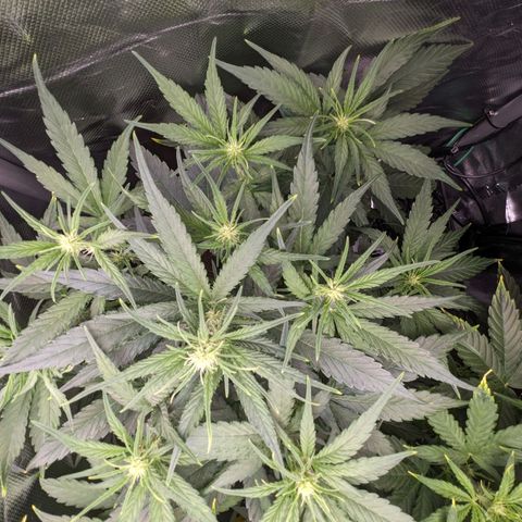 Epsilon F1 First grow growlog timeline photo