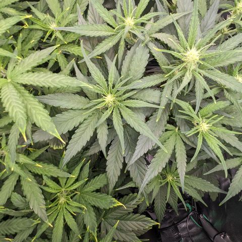 Epsilon F1 First grow growlog timeline photo