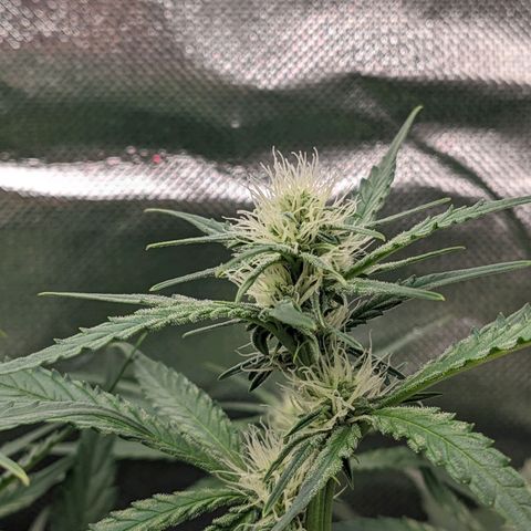 Epsilon F1 First grow growlog timeline photo