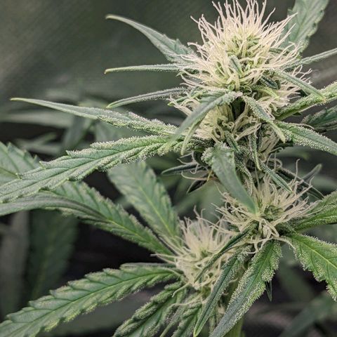 Epsilon F1 First grow growlog timeline photo