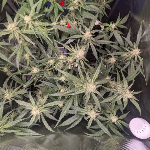 Epsilon F1 First grow growlog timeline photo