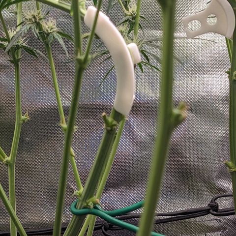Epsilon F1 First grow growlog timeline photo