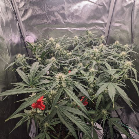 Epsilon F1 First grow growlog timeline photo