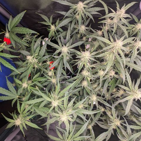 Epsilon F1 First grow growlog timeline photo