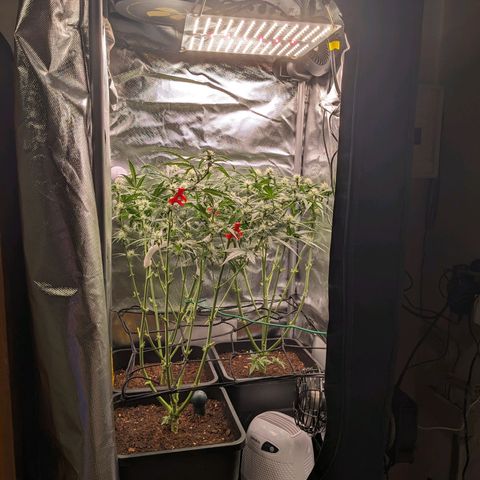 Epsilon F1 First grow growlog timeline photo