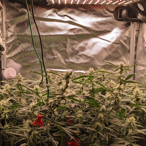 Epsilon F1 First grow growlog timeline photo