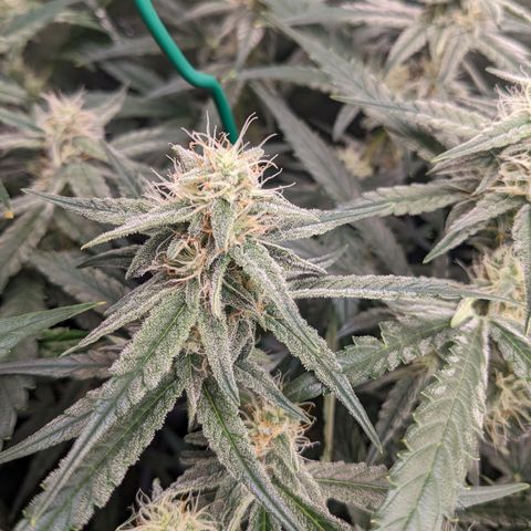 Epsilon F1 First grow growlog timeline photo