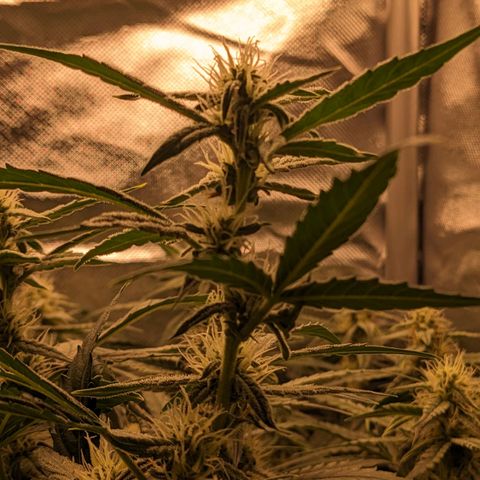 Epsilon F1 First grow growlog timeline photo