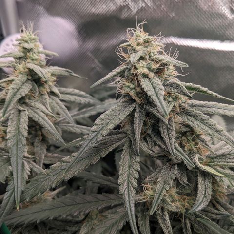 Epsilon F1 First grow growlog timeline photo