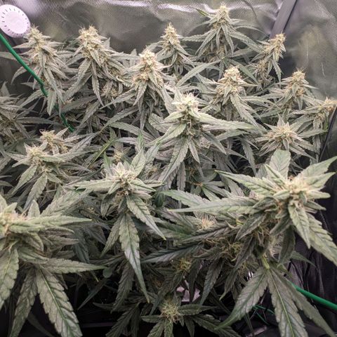 Epsilon F1 First grow growlog timeline photo