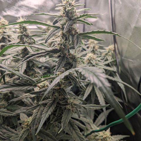 Epsilon F1 First grow growlog timeline photo