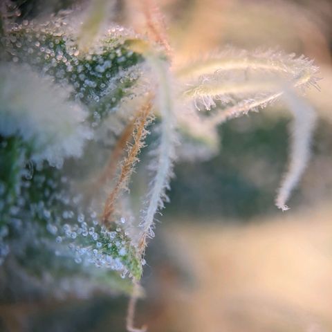 Epsilon F1 First grow growlog timeline photo