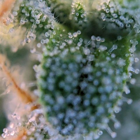 Epsilon F1 First grow growlog timeline photo