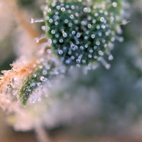 Epsilon F1 First grow growlog timeline photo