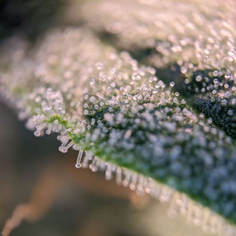 Epsilon F1 First grow growlog timeline photo