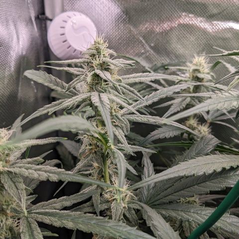 Epsilon F1 First grow growlog timeline photo