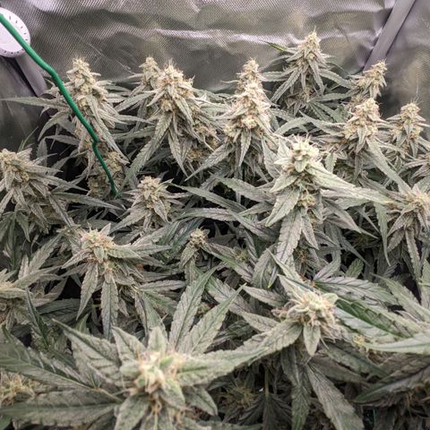 Epsilon F1 First grow growlog timeline photo