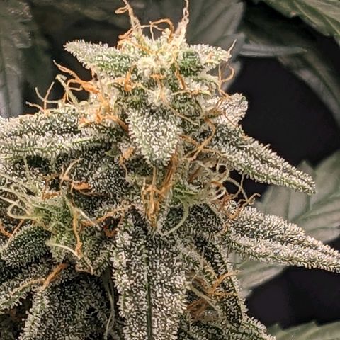 Epsilon F1 First grow growlog timeline photo