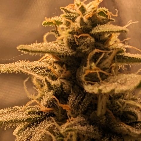 Epsilon F1 First grow growlog timeline photo