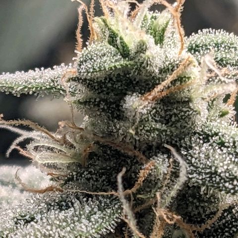 Epsilon F1 First grow growlog timeline photo