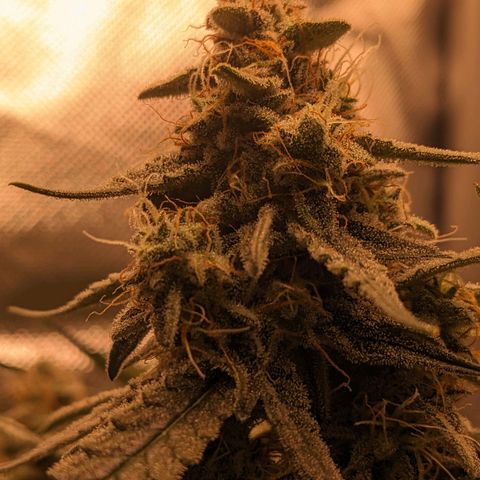 Epsilon F1 First grow growlog timeline photo