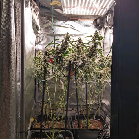 Epsilon F1 First grow growlog timeline photo