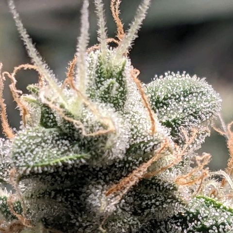 Epsilon F1 First grow growlog timeline photo