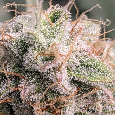 Epsilon F1 First grow growlog timeline photo