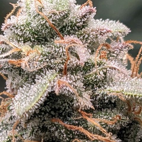 Epsilon F1 First grow growlog timeline photo