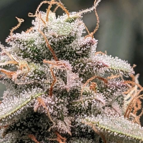 Epsilon F1 First grow growlog timeline photo