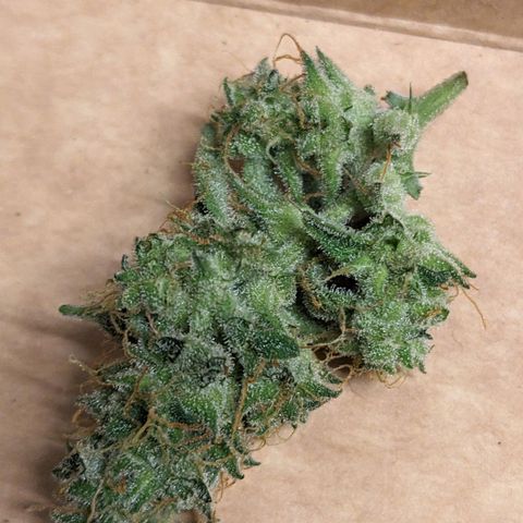 Epsilon F1 First grow growlog timeline photo