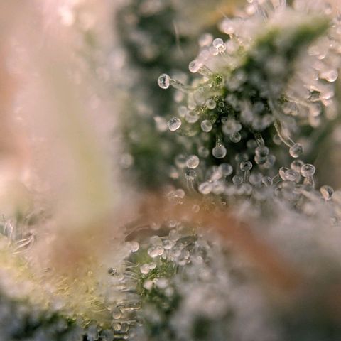 Epsilon F1 First grow growlog timeline photo