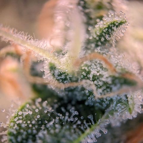 Epsilon F1 First grow growlog timeline photo