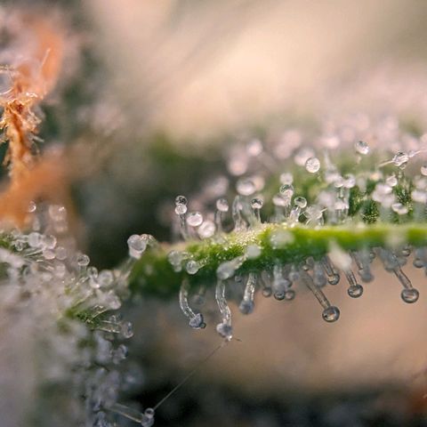 Epsilon F1 First grow growlog timeline photo