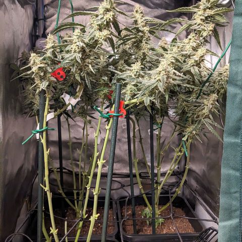 Epsilon F1 First grow growlog timeline photo