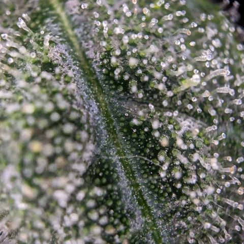 Epsilon F1 First grow growlog timeline photo