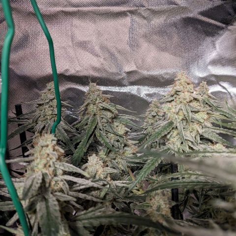 Epsilon F1 First grow growlog timeline photo