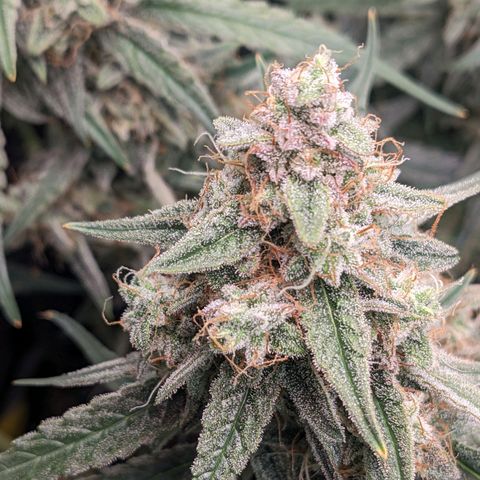 Epsilon F1 First grow growlog timeline photo