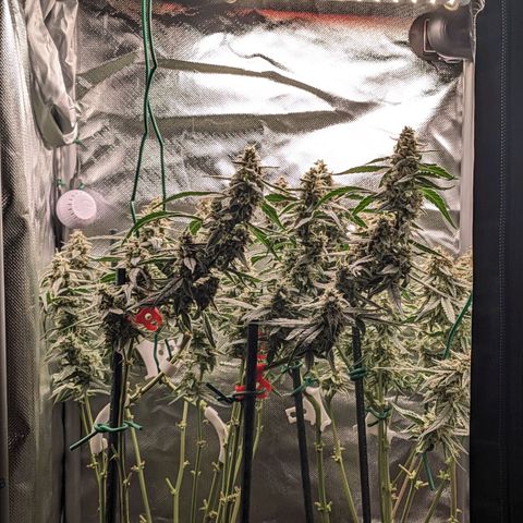 Epsilon F1 First grow growlog timeline photo