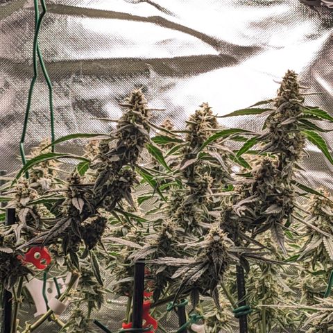 Epsilon F1 First grow growlog timeline photo