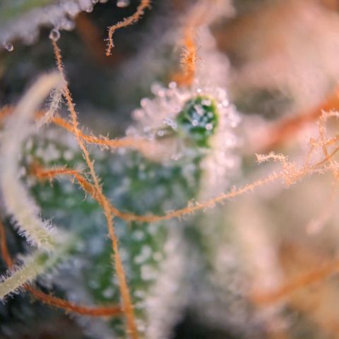 Epsilon F1 First grow growlog timeline photo