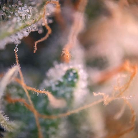 Epsilon F1 First grow growlog timeline photo