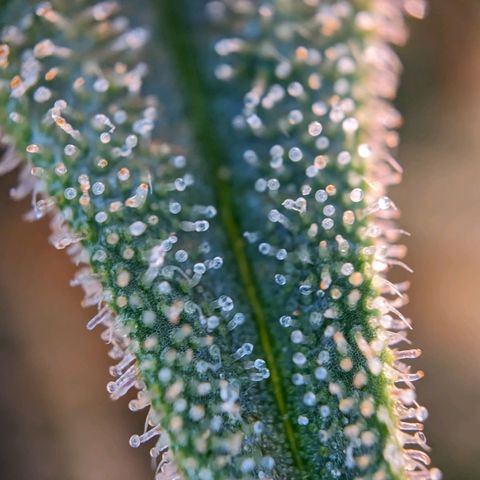 Epsilon F1 First grow growlog timeline photo