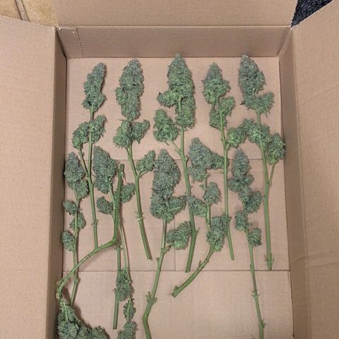 Epsilon F1 First grow growlog timeline photo