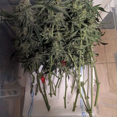 Epsilon F1 First grow growlog timeline photo