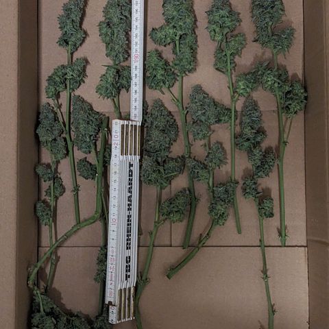 Epsilon F1 First grow growlog timeline photo